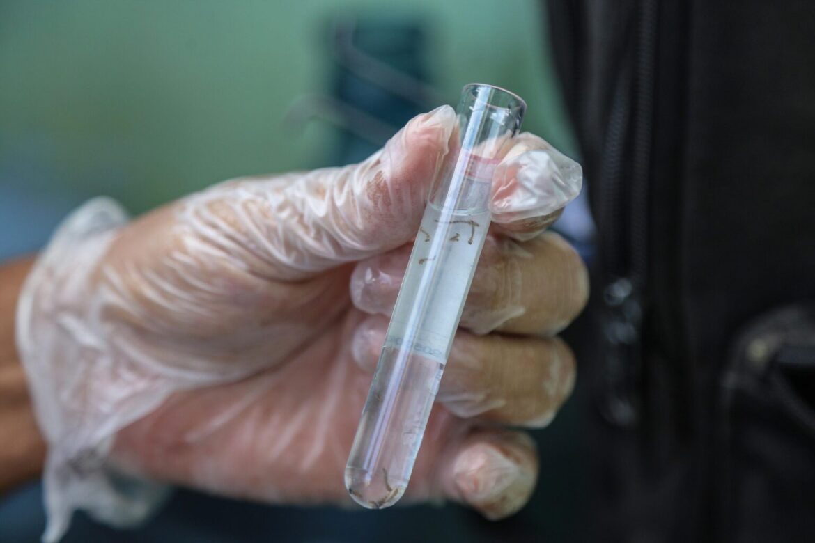 Salvador registra queda de 26% no índice de infestação do Aedes aegypti, mas situação ainda exige atenção