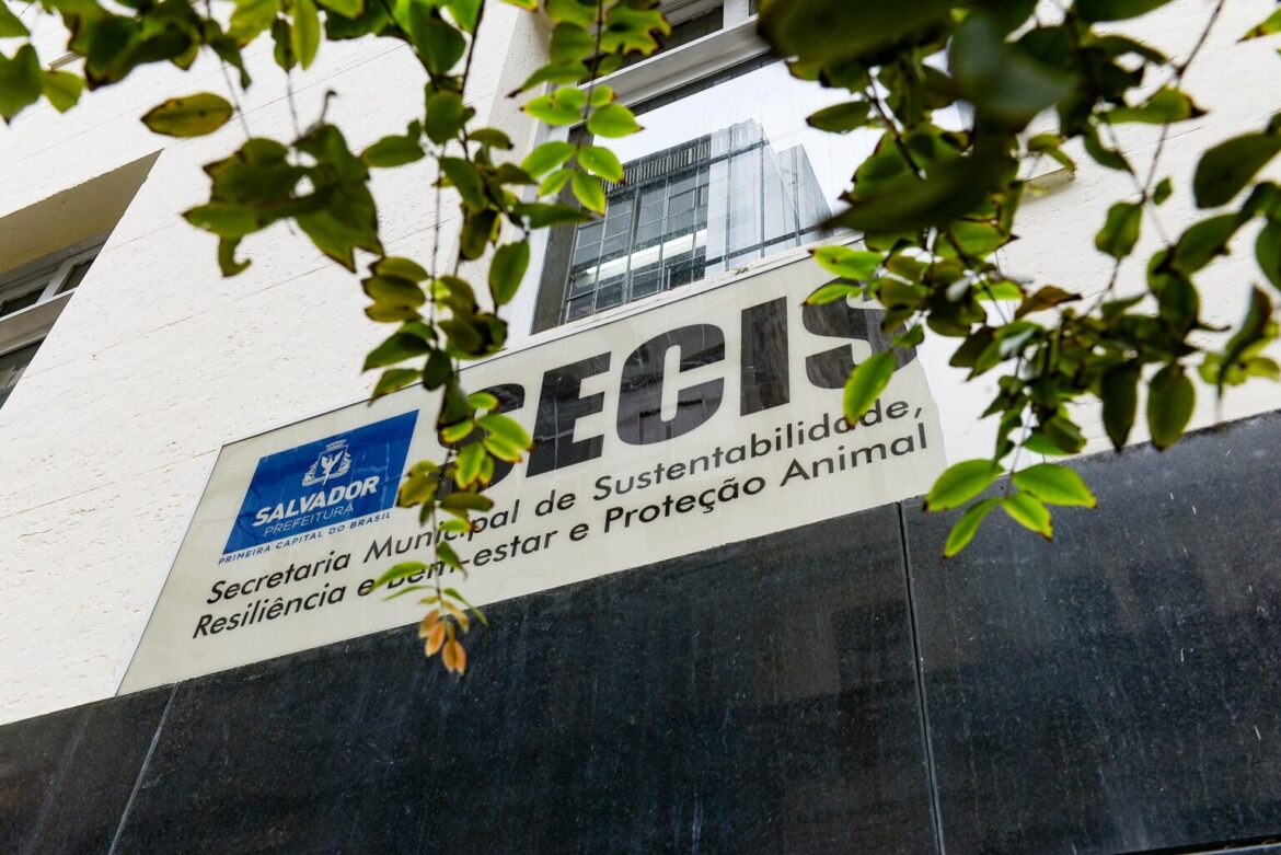 Prefeitura resgatou mais de 150 cavalos das vias públicas de Salvador em 2025