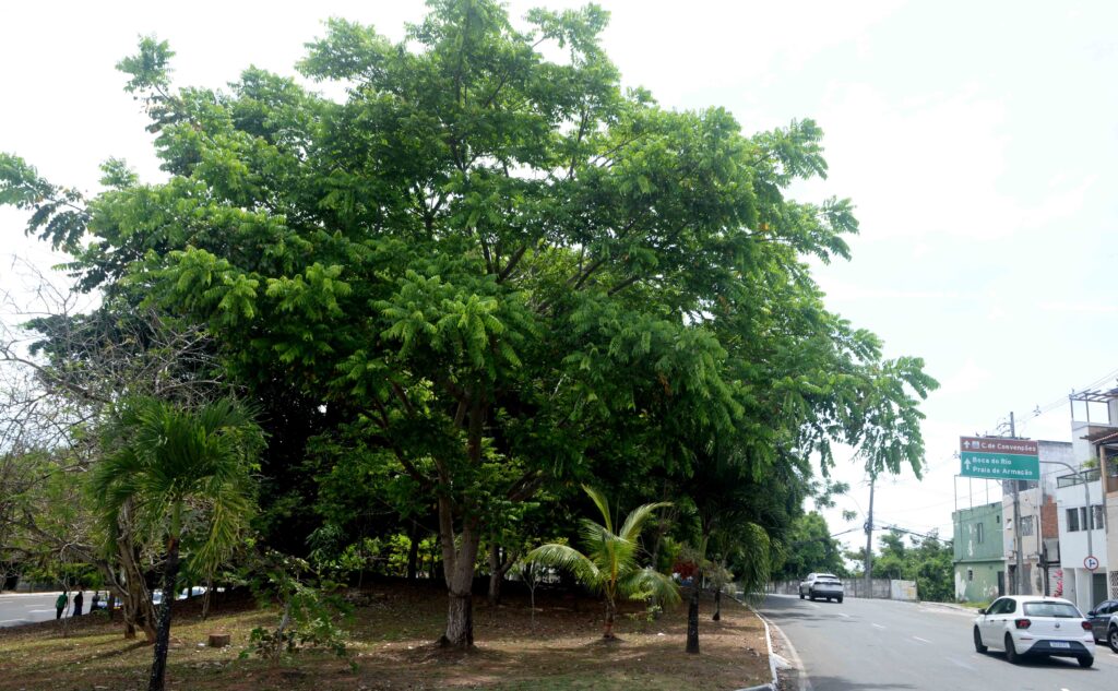 Com investimentos em áreas verdes, Prefeitura transforma ruas e avenidas em locais mais arborizados em Salvador